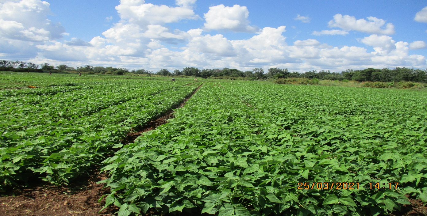 Irrigation Systems